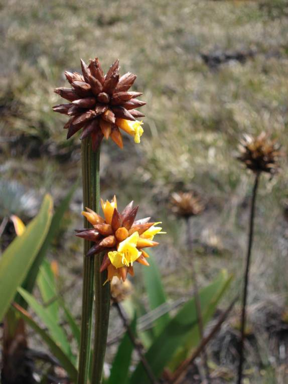 Pequenas, belas e exóticas flores no topo do Monte Roraima, na  Venezuela, em 2007